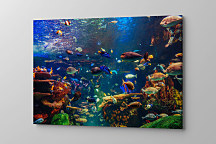 Obraz Život v mori 1453